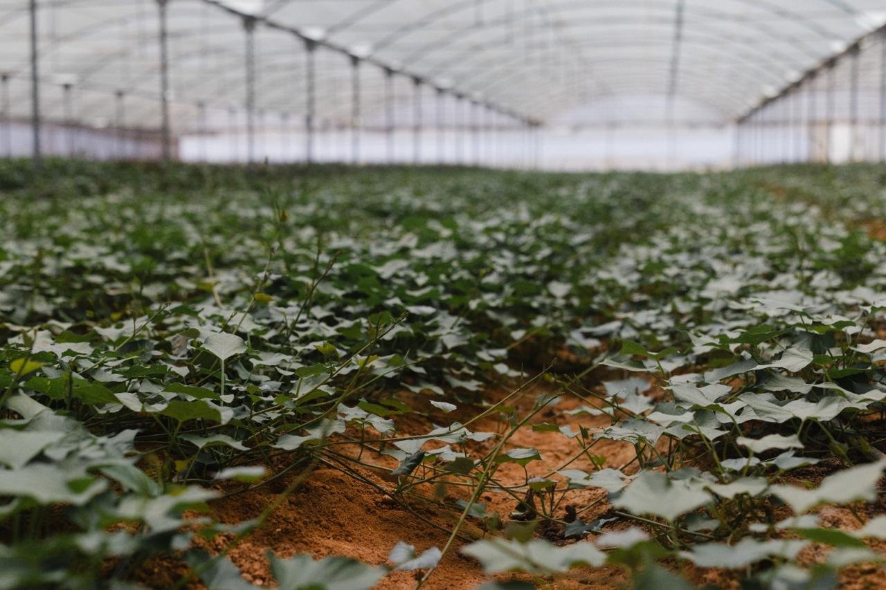 Greenhouse