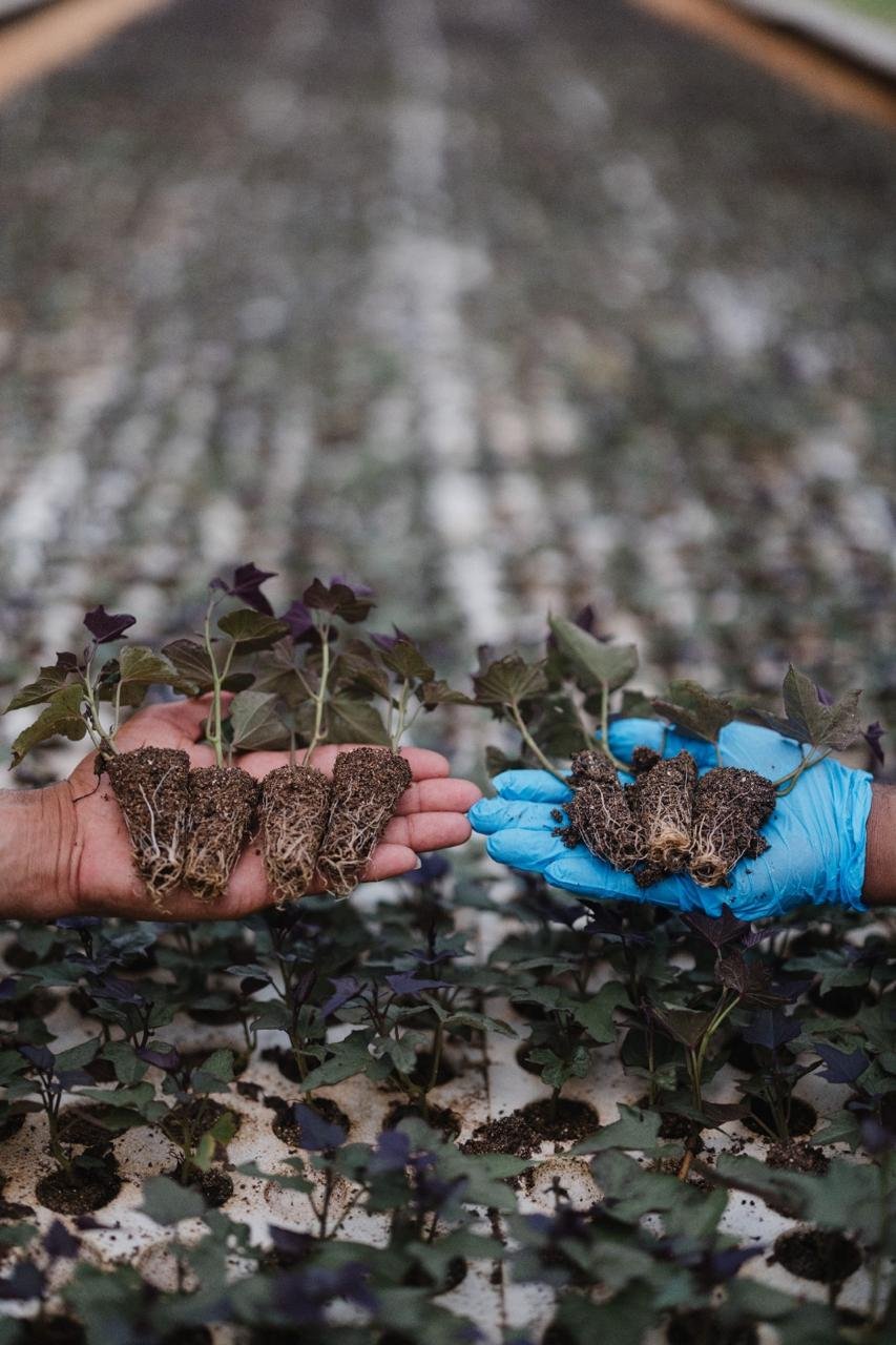 Two growers' hands holding freshly rooted seedlings