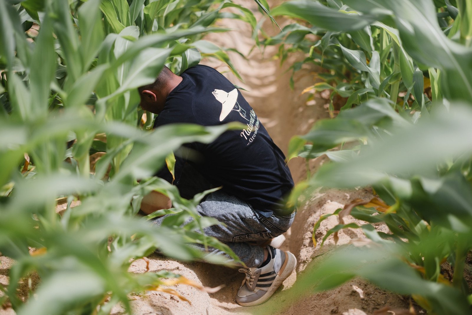 Natural Kiss flag in Egyptian fields