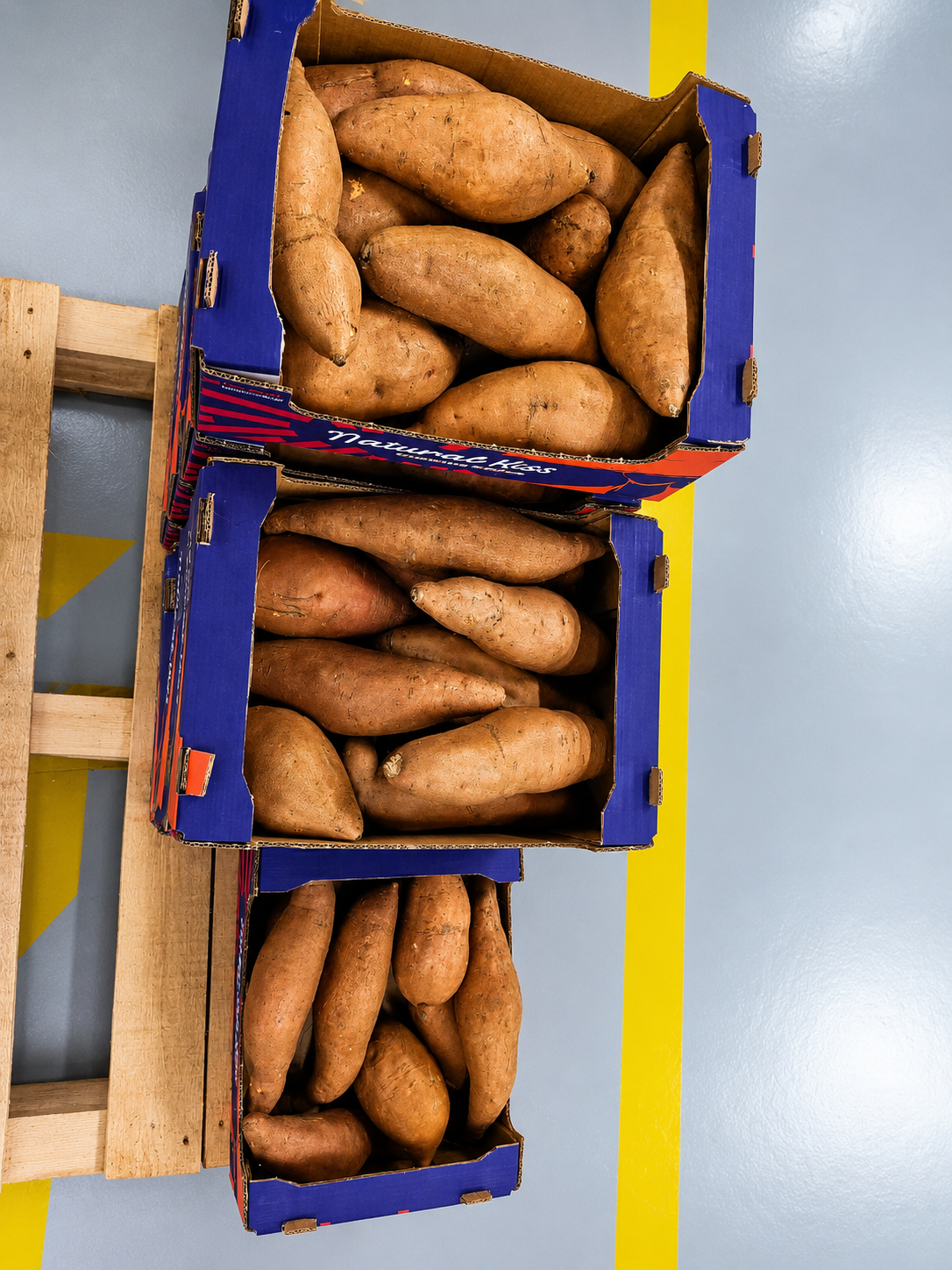 Sweet Potato